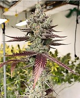 Bluenana Feminised Seeds