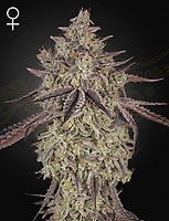 Skywalker Auto Feminised Seeds
