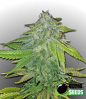 Ghost Train Bomb Feminised Seeds