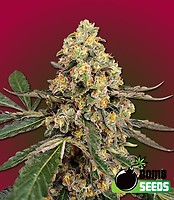 THC Fritters Feminised Seeds