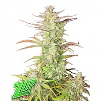 Z-Up Auto Feminised Seeds
