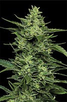 Limez Feminised Seeds
