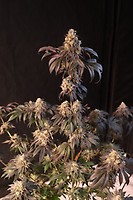 Papayaton Feminised Seeds