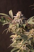 Lemon Cherry Runtz Feminised Seeds