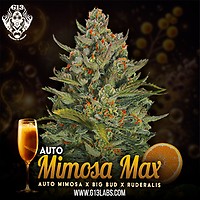Mimosa Max Auto Feminised Seeds