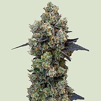 Orbital Banana F1 Feminised Seeds