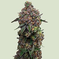 Cosmic Cheddar F1 Feminised Seeds