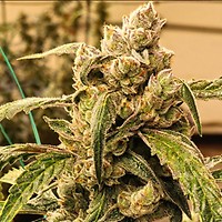 Banana Jealousy IBL Auto Feminised Seeds
