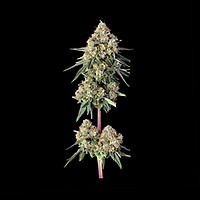 Lemdawg Feminised Seeds