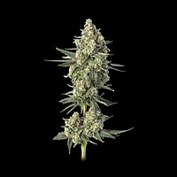 Downtown Haze Feminised Seeds