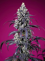 Tropicanna Cherry XL Auto Feminised Seeds