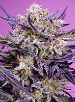 Pink Guava F1 Fast Version Feminised Seeds