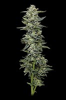 Honey Bear Feminised Seeds