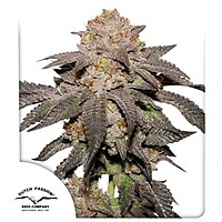Kingston Punch Feminised Seeds