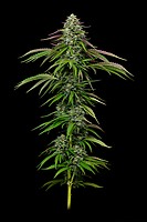 Garlic Budder Auto Feminised Seeds