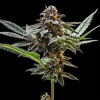Jelly Cake Feminised Seeds
