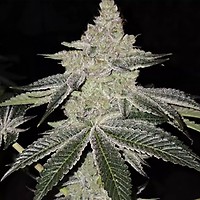 Chama R1 Feminised Seeds