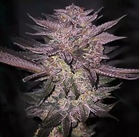 Atomic Fuego R1 Feminised Seeds