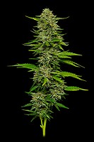 One Love Sativa Feminised Seeds