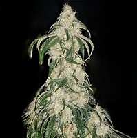 Big Fat N' Fruity Feminised Seeds