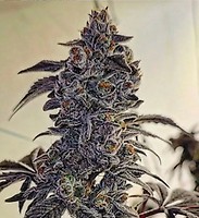 Fuego'z R1 Feminised Seeds