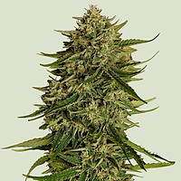 Quantum Terp F1 Auto Feminised Seeds