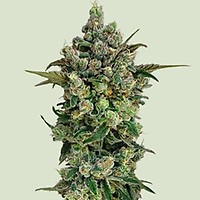 Dark Matter Cake F1 Feminised Seeds