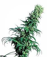 Early Pearl Regular Seeds - 10