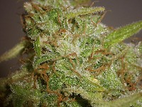 Strawberry Cough Feminized Seeds - Bulk x 100