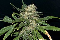 Northern Lights Feminized Seeds - Bulk x 100