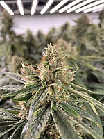 Diesel Feminized Seeds - Bulk x 100