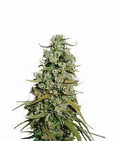 Hawaii Maui Waui Feminised Seeds - 5
