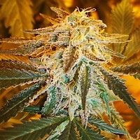 Northern Light Auto Feminised Seeds - 5