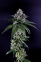 Ken's Kush Regular Seeds - 10