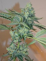 Girl Scout Cookies Feminised Seeds - 6