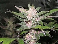 Purple Chem Feminised Seeds - 6