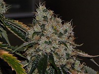 Chem 91 Feminised Seeds - 6