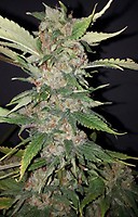 Purple Crack Feminised Seeds - 6