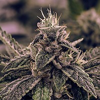 White Widow Auto Feminized Seeds - Bulk x 100