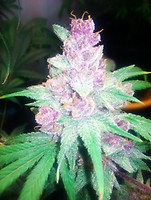 Grape Kush Feminized Seeds - 6