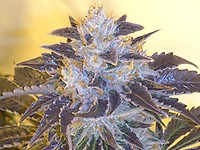 Grape OG Feminized Seeds - 6