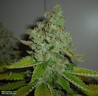 SFV OG Kush Feminized Seeds - 6