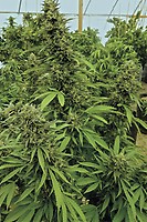 Chemdawg Feminized - Bulk x 100