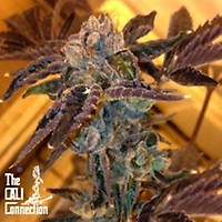 LA Cookies Feminized Seeds - 6