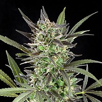 Blue Venom Feminised Seeds - 5
