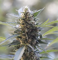 Northern Lights x Skunk Feminised Seeds - 5