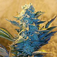 White Widow Feminized Seeds - 5