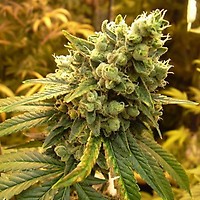 Sour Diesel Feminised Seeds - 5