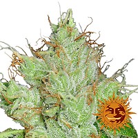 G13 Haze Regular Seeds - 10