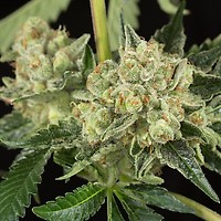 OG Kush Auto Feminized Seeds - BULK x 100